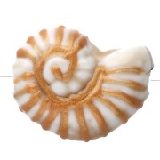 Perlina in ceramica conchiglia di lumaca 21x16 mm - Bianco - Oro x1