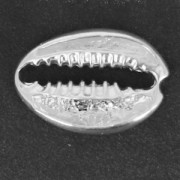 Separatore conchiglia 19x13 mm in Argento 925 x1