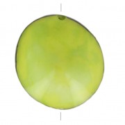 Seme di Tagua lavorato 35-50 mm Lime x 1|raw }}
