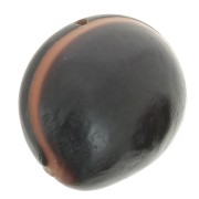 Semi di ojo de buey sudamericano 30 mm Naturale x 1|raw }}