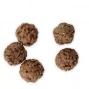 Semi naturali di Rudraksha lacrime di shiva 10 mm x10