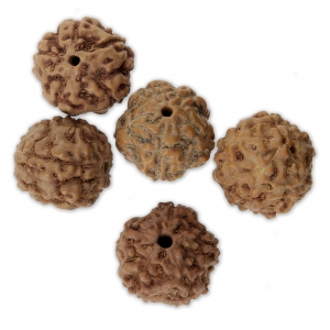 Perles graine naturelles de Rudraksha larmes de shiva 14 mm x10