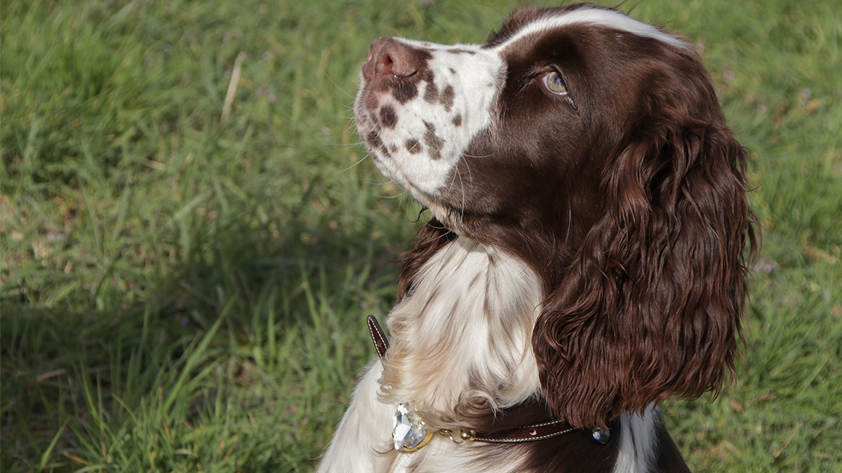 Collare per cani fai da te: corda di cuoio e cristalli