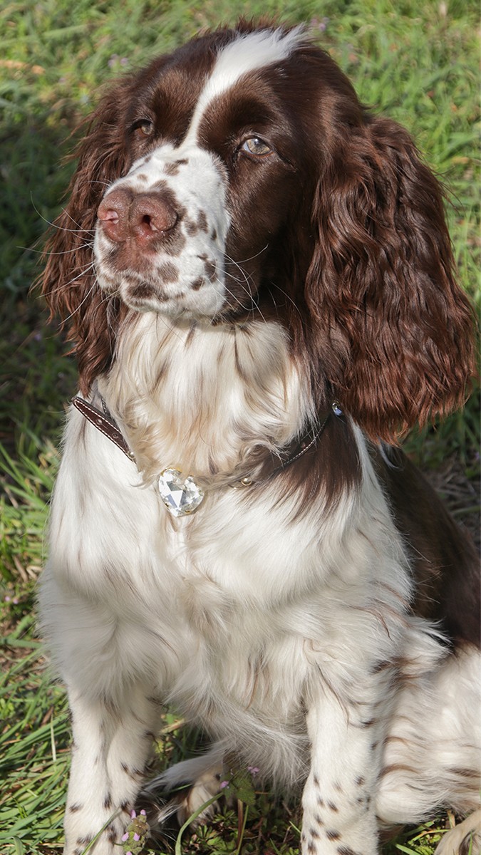 Collare Per Cani Rafter T Ranch – Zuni Dipinto A Mano, Macchie Solari Turchesi, Modello RTDC375