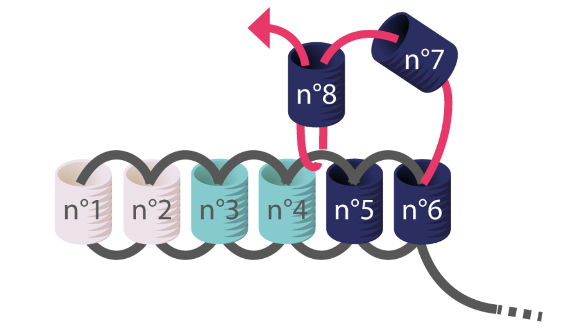 Tutorial per gli orecchini a spina di pesce Miyuki per imparare il punto Brick : Tappa 3