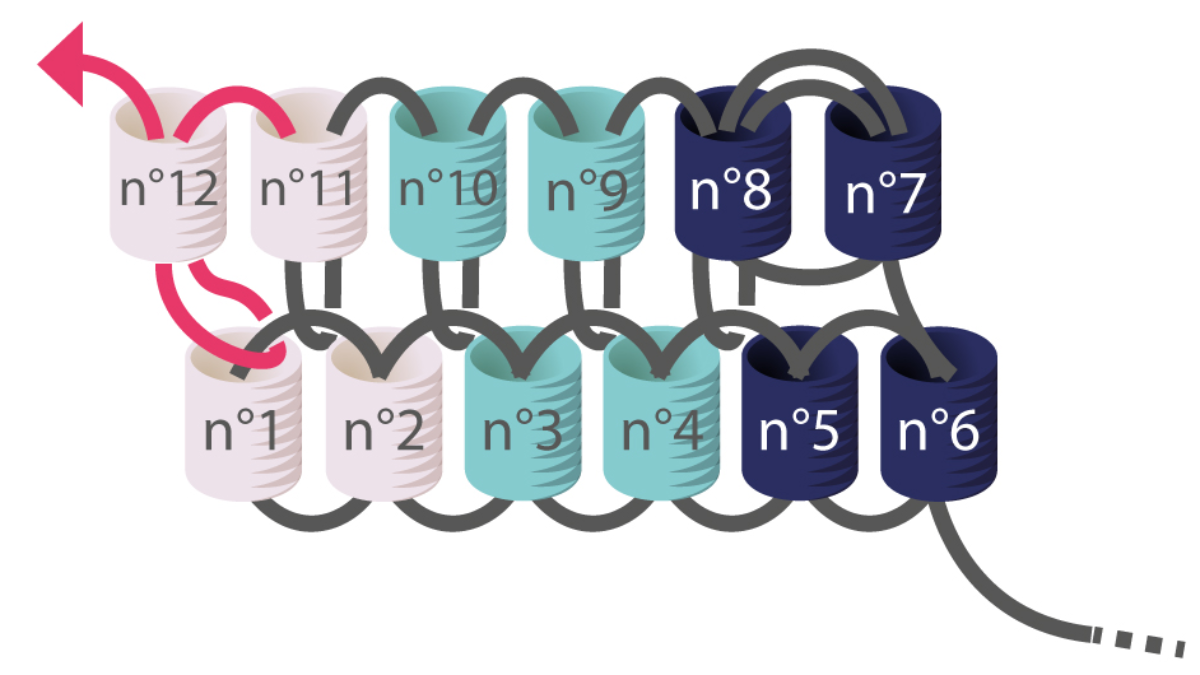 Tutorial per gli orecchini a spina di pesce Miyuki per imparare il punto Brick : Tappa 5