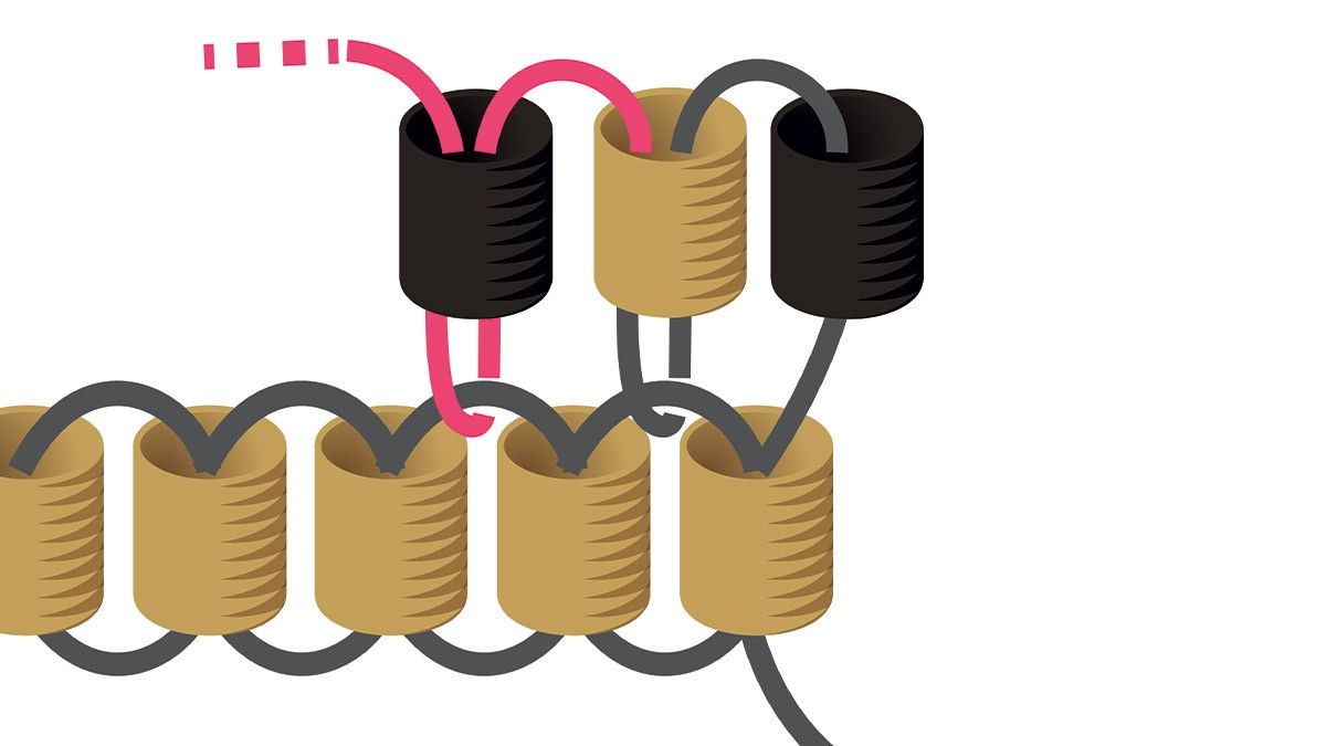 Collana Miyuki con griglia di tessitura in nero e oro Brick Stitch : Tappa 3